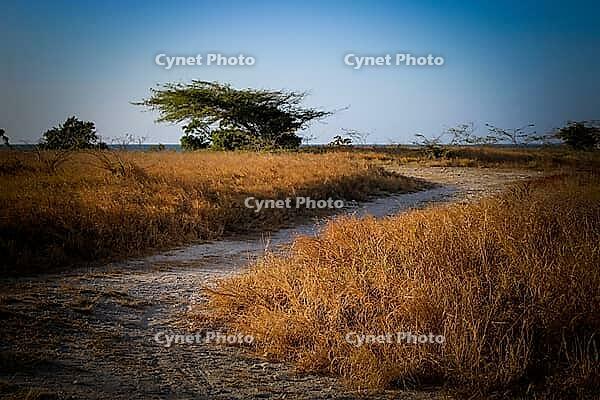 A field of dry, golden-brown grass with a sandy path leading towards a distant beach and ocean. Aruba, Kingdom of the Netherlands [IBR125026225]