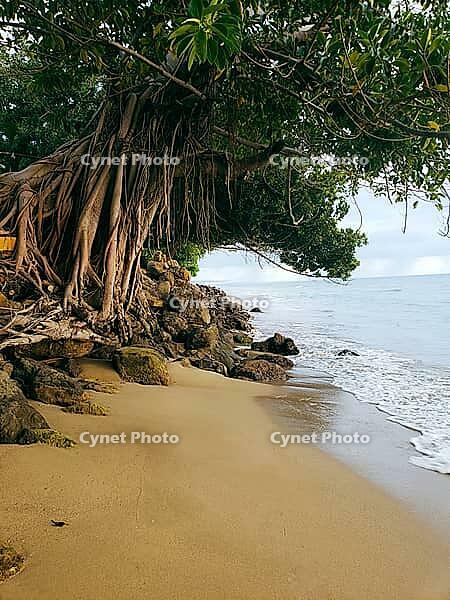 Featuring a large Banyan tree with aerial roots and canopy overhanging an idyllic sand and ocean background [IBR125026229]