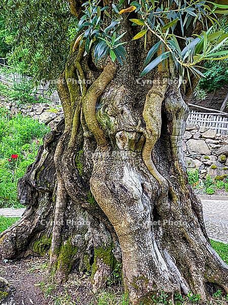 A very beautiful old olive tree (Olea europaea), Merano, South Tyrol, Italy [IBR125030435]