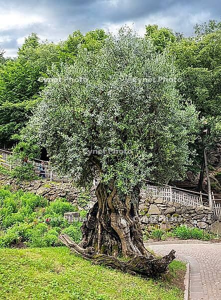 A very beautiful old olive tree (Olea europaea), Merano, South Tyrol, Italy [IBR125030437]