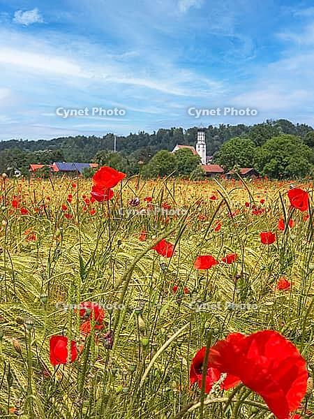 Grain field with red poppies near Pähl, Upper Bavaria, Bavaria, Germany [IBR125030439]