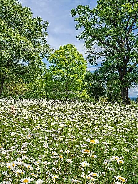 Meadow with flowering daisies, common daisy (Leucanthemum vulgare) in early summer, Höhenried, Bernried, Bavaria, Germany [IBR125030450]