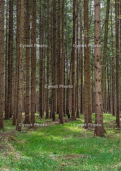 Grassy path through a spruce forest in spring, Bavaria, Germany [IBR125030452]