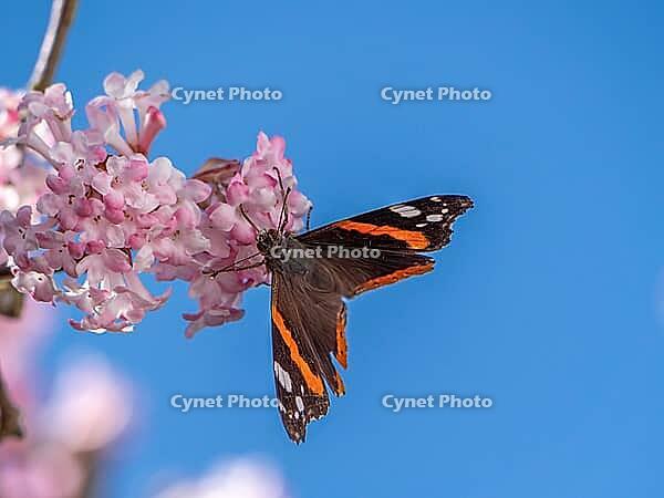 A butterfly (Admiral) feeds on nectar from the flowers of a winter snowball (Viburnum ×bodnantense), in spring, Bavaria, Germany [IBR125030453]