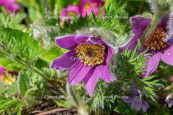 Pasque flower (Pulsatilla vulgaris), in bloom, flower [IBR125030455]