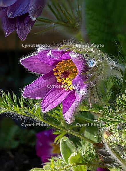 Pasque flower (Pulsatilla vulgaris), in bloom, flower [IBR125030456]