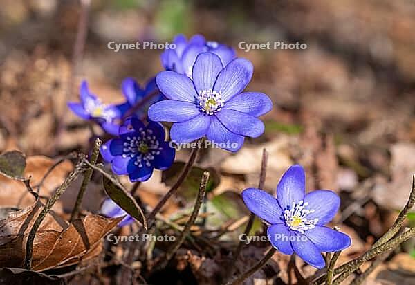 Blooming liverwort (Hepatica nobilis) in the forest, Bavaria, Germany [IBR125030457]