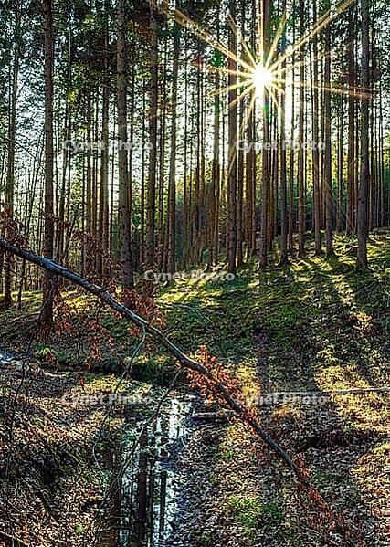 Small stream in a sun-drenched forest in spring, Bavaria, Germany [IBR125030458]