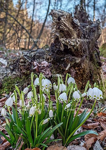 White-flowering snowdrops in spring, spring snowflake (Leucojum vernum), Bavaria, Germany [IBR125030459]