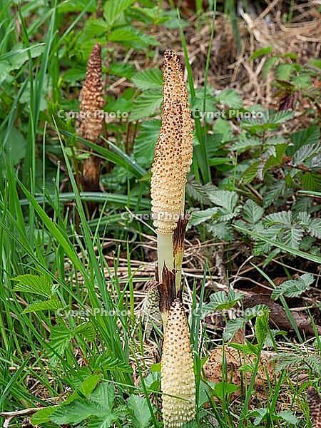 Horsetail (Equisetum) in spring [IBR125030461]