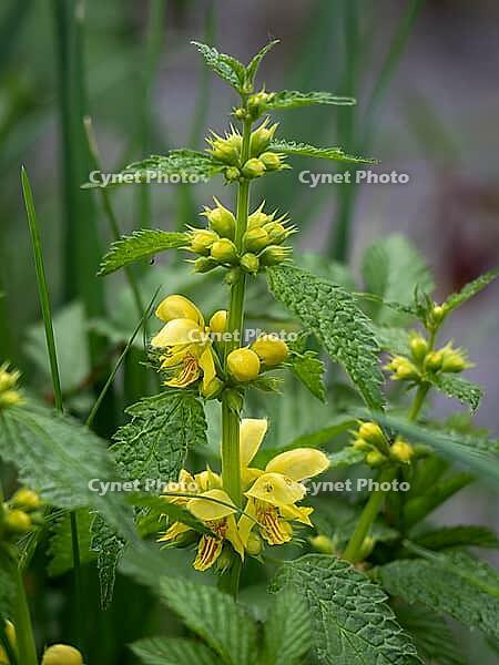 Real golden nettle — Lamium galeobdolone in its natural environment [IBR125030463]