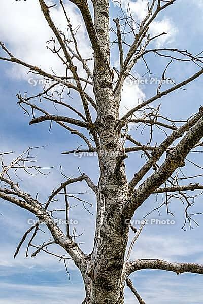 Dead tree on the shores of Lake Deixlfurt, Tutzing, Bavaria, Germany [IBR125030464]