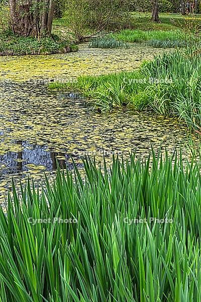 Pond with duckweed in Bernrieder Park in spring, Bernried, Bavaria, Germany [IBR125030465]