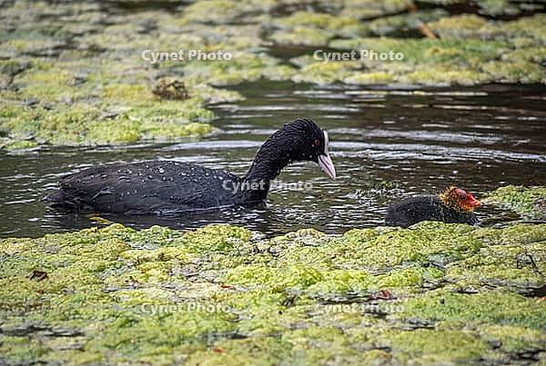 A coot (Fulica atra) with its chicks is swimming in a pond covered with duckweed [IBR125030466]