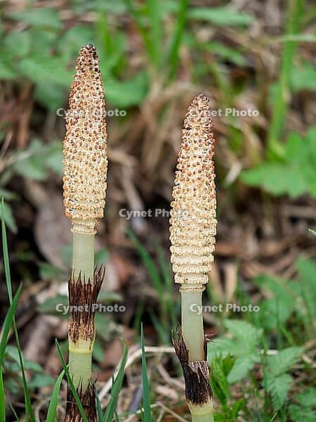 Horsetail (Equisetum) in spring [IBR125030467]