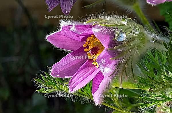 Pasque flower (Pulsatilla vulgaris), in bloom, flower [IBR125030468]