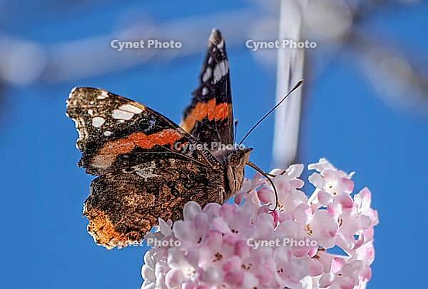 A butterfly (Admiral) feeds on nectar from the flowers of a winter snowball (Viburnum ×bodnantense), in spring, Bavaria, Germany [IBR125030470]