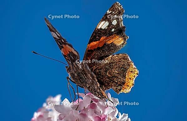 A butterfly (Admiral) feeds on nectar from the flowers of a winter snowball (Viburnum ×bodnantense), in spring, Bavaria, Germany [IBR125030472]