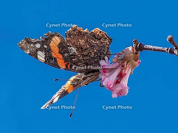 A butterfly (Admiral) feeds on nectar from the flowers of a winter snowball (Viburnum ×bodnantense), in spring, Bavaria, Germany [IBR125030473]