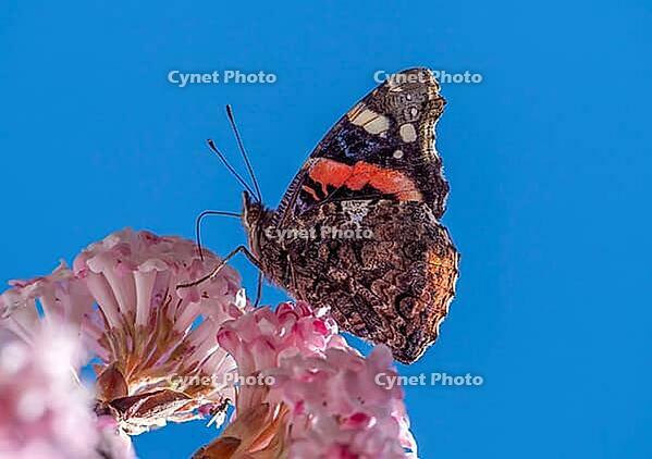 A butterfly (Admiral) feeds on nectar from the flowers of a winter snowball (Viburnum ×bodnantense), in spring, Bavaria, Germany [IBR125030474]