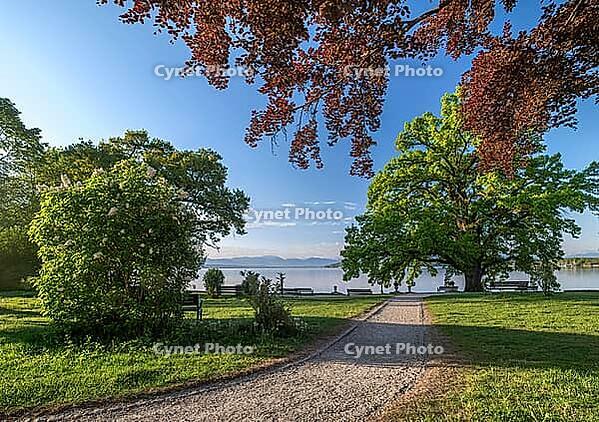 Bleicherpark am Starnberger See in morning light, Tutzing, Bavaria, Germany [IBR125030478]