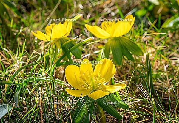 Yellow-flowering winter aconites (Eranthis) in spring, Bavaria, Germany [IBR125030481]