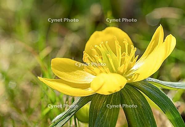 Yellow-flowering winter aconites (Eranthis) in spring, Bavaria, Germany [IBR125030482]