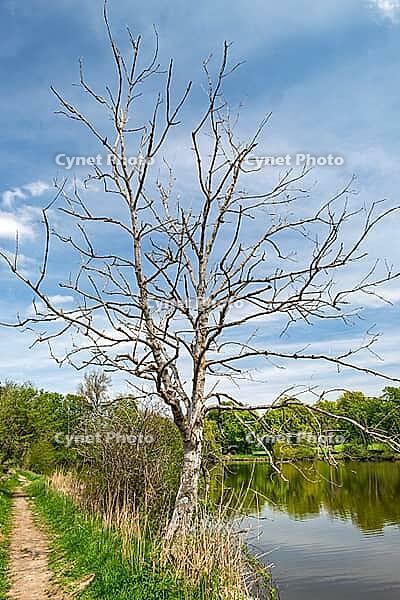 Dead tree on the shores of Lake Deixlfurt, Tutzing, Bavaria, Germany [IBR125030483]