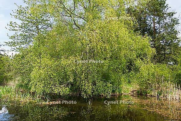 Landscape in spring at Deixlfurter See, Tutzing, Bavaria, Germany [IBR125030484]