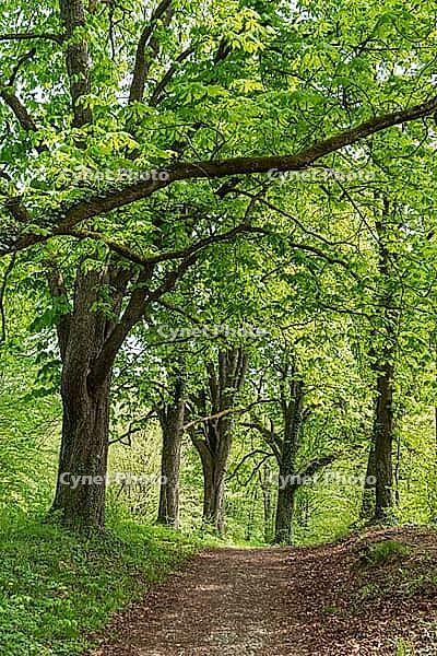Path through an alley with chestnuts in spring, Tutzing, Bavaria, Germany [IBR125030485]