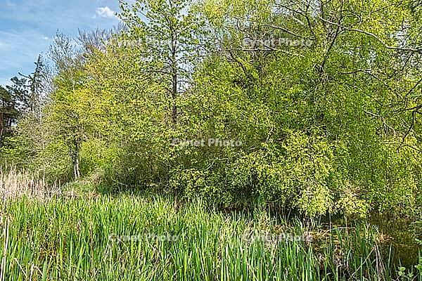 Landscape in spring at Deixlfurter See, Tutzing, Bavaria, Germany [IBR125030486]