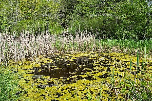 Landscape in spring at Deixlfurter See, Tutzing, Bavaria, Germany [IBR125030488]