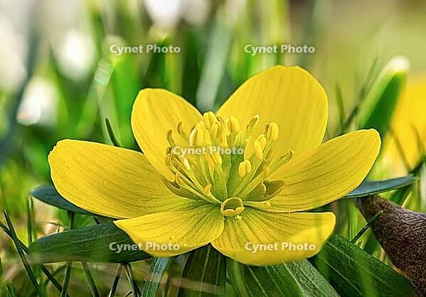 Yellow-flowering winter aconites (Eranthis) in spring, Bavaria, Germany [IBR125030494]