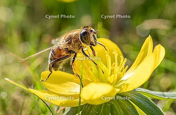 A wild bee (Apoidea) collecting nectar from a yellow flower, winter aconite (Eranthis), spring, Bavaria, Germany [IBR125030495]