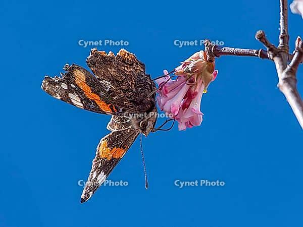 A butterfly (Admiral) feeds on nectar from the flowers of a winter snowball (Viburnum ×bodnantense), in spring, Bavaria, Germany [IBR125030496]