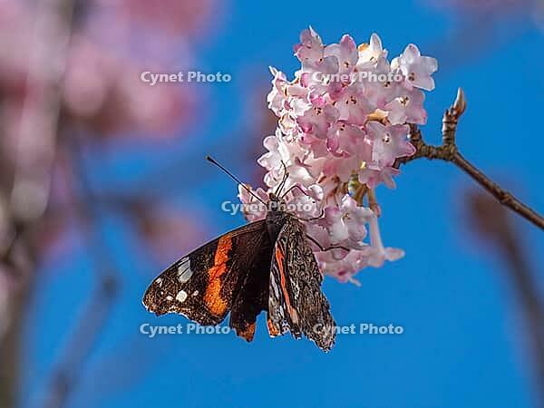 A butterfly (Admiral) feeds on nectar from the flowers of a winter snowball (Viburnum ×bodnantense), in spring, Bavaria, Germany [IBR125030498]