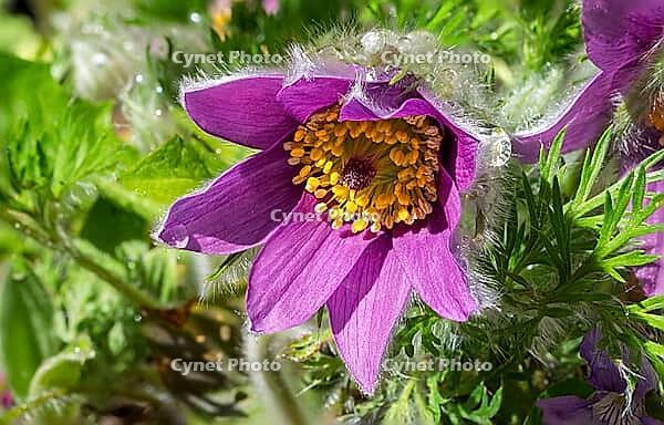 Pasque flower (Pulsatilla vulgaris), in bloom, flower [IBR125030499]