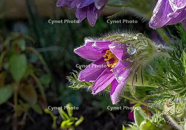 Pasque flower (Pulsatilla vulgaris), in bloom, flower [IBR125030500]