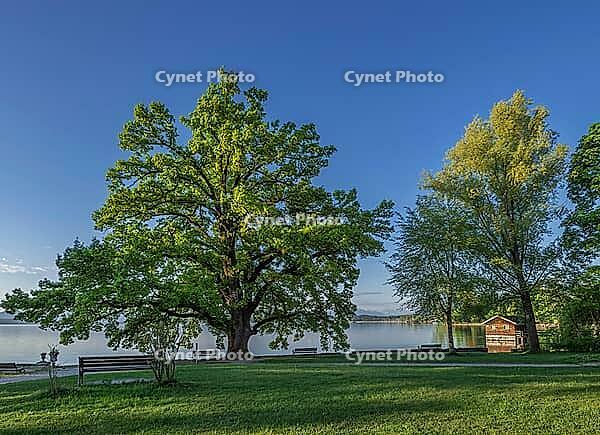 Bleicherpark am Starnberger See in morning light, Tutzing, Bavaria, Germany [IBR125030502]