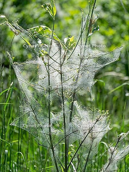 Caterpillars in a web, web moths, bud moths (Yponomeutidae) [IBR125030513]