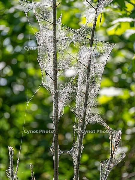 Caterpillars in a web, web moths, bud moths (Yponomeutidae) [IBR125030514]