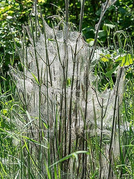 Caterpillars in a web, web moths, bud moths (Yponomeutidae) [IBR125030515]