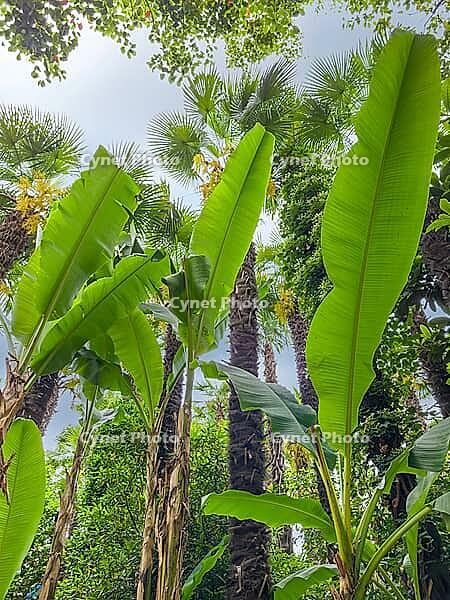 Banana plants and palm trees, Meran, South Tyrol, Italy [IBR125030525]
