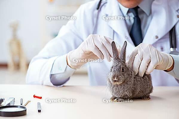 Vet doctor checking up rabbit in his clinic [IBR125062173]