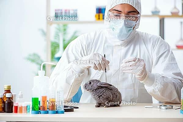 Vet doctor checking up rabbit in his clinic [IBR125062214]