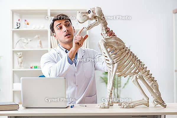 Doctor vet practicing on dog skeleton [IBR125062251]
