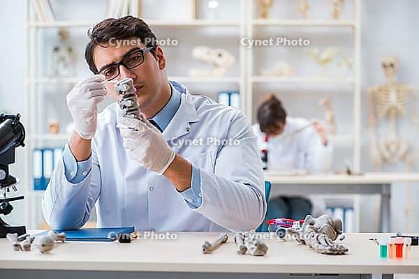 Professor studying human skeleton in lab [IBR125062256]