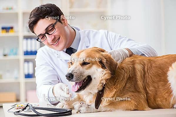 Doctor examining golden retriever dog in vet clinic [IBR125062257]