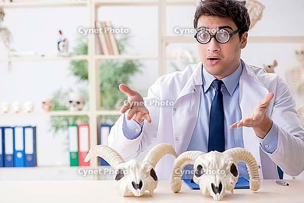 Funny crazy professor studying animal skeletons [IBR125062258]