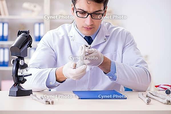 Professor studying human skeleton in lab [IBR125094352]